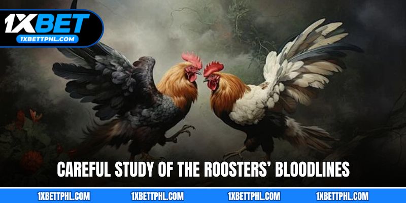 Careful study of the roosters’ bloodlines