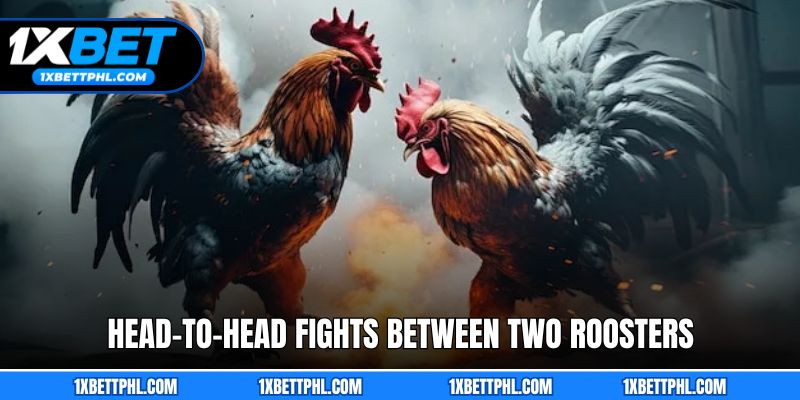 Head-to-head fights between two roosters