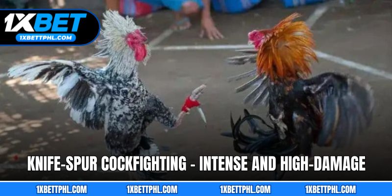 Knife-spur cockfighting - Intense and high-damage