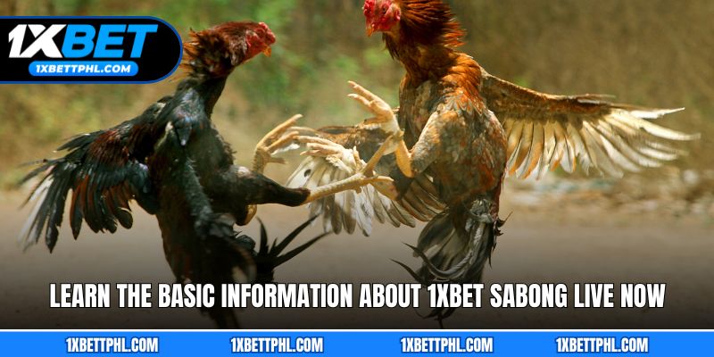 Learn the Basic Information About 1xbet Sabong Live Now