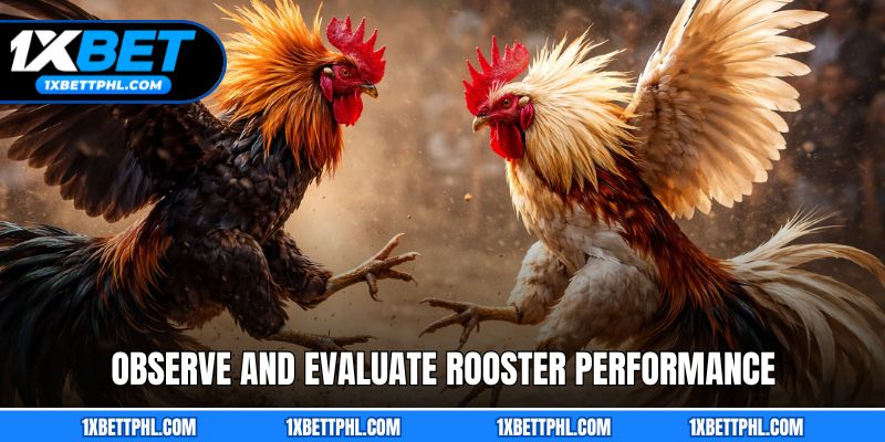 Observe and Evaluate Rooster Performance