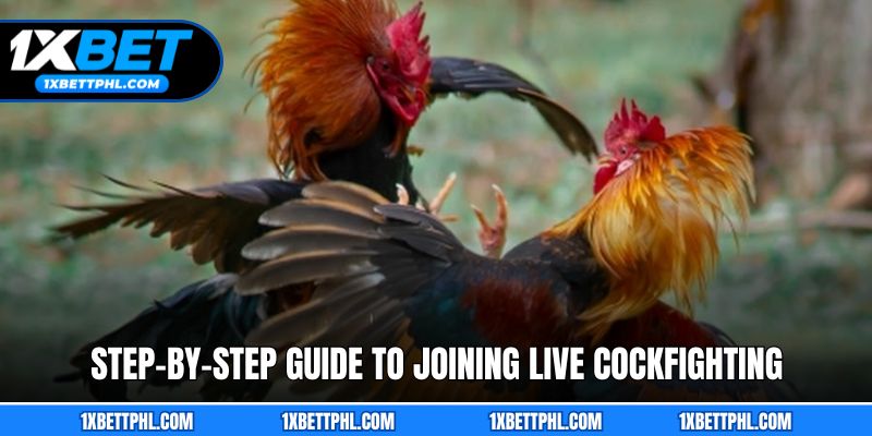 Step-by-Step Guide to Joining Live Cockfighting