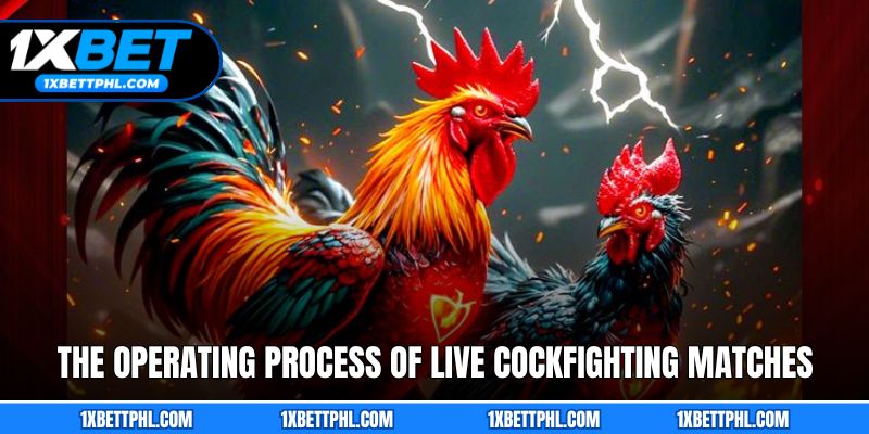 The Operating Process of Live Cockfighting Matches
